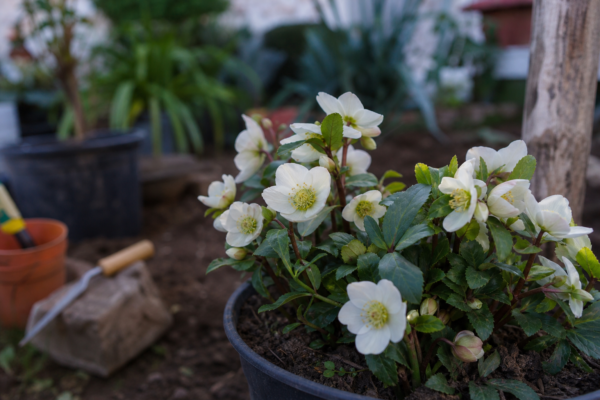 Trandafirul de Crăciun (Helleborus niger) – plantare, udare și întreținere