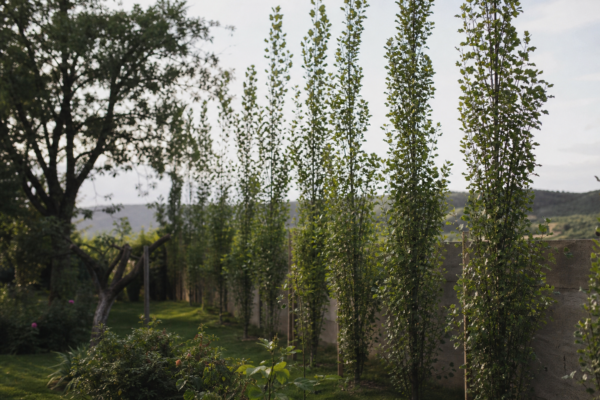 Plop piramidal (Populus nigra Italica) – plantare și îngrijire pas cu pas