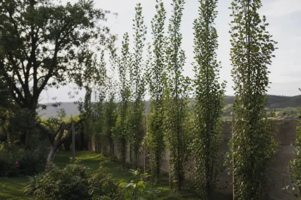 Plop piramidal (Populus nigra Italica) – plantare și îngrijire pas cu pas