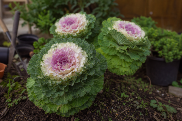 Varză ornamentală (Brassica oleracea) – tot ce trebuie să știi despre plantare și îngrijire