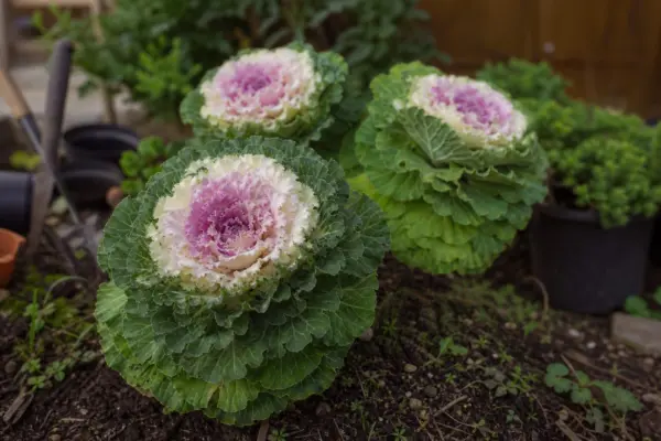 Varză ornamentală (Brassica oleracea) – tot ce trebuie să știi despre plantare și îngrijire