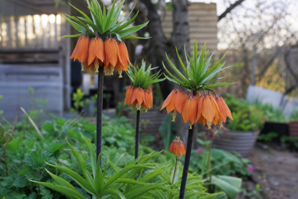 Coroana imperială (Fritillaria imperialis) – ghid complet de cultivare și îngrijire
