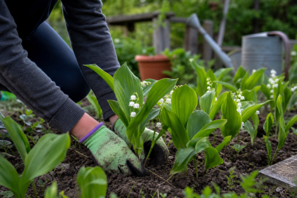 Lăcrămioare (Convallaria majalis) – sfaturi pentru plantare, creștere și întreținere