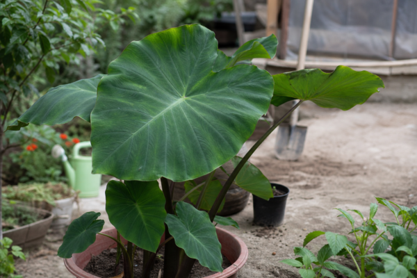 Colocasia (Colocasia esculenta) – ghid practic de plantare și îngrijire