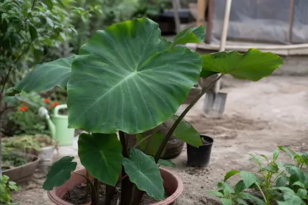Colocasia (Colocasia esculenta) – ghid practic de plantare și îngrijire
