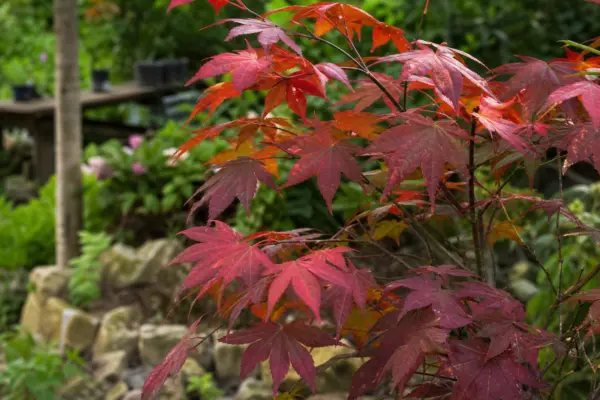 Arțar roșu (Acer rubrum) – tot ce trebuie să știi despre plantare și îngrijire