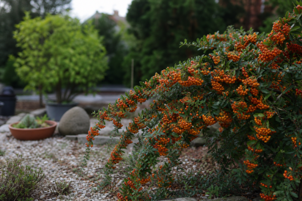 Pyracantha (Pyracantha coccinea) – sfaturi de plantare și îngrijire