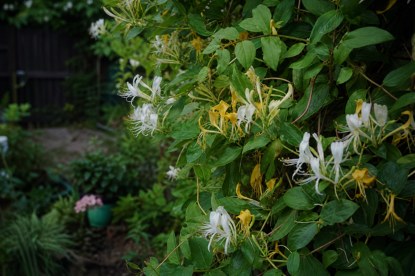 Lonicera periclymenum: ce condiții cere și cum o îngrijești