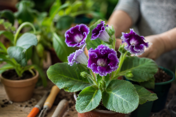 Gloxinia (Sinningia speciosa): ce condiții cere și cum o îngrijești
