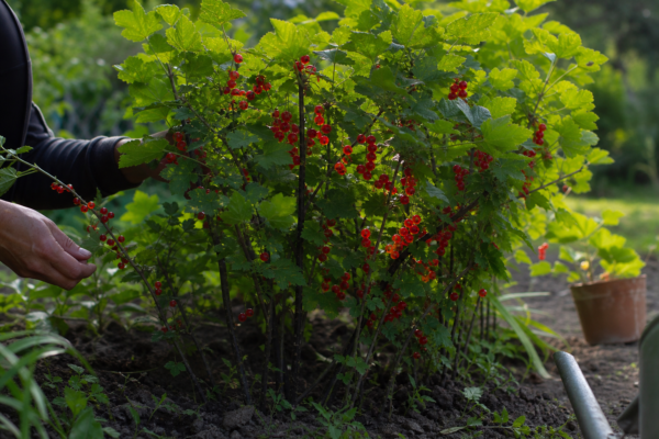 Coacăz roșu (Ribes rubrum) – plantare, udare și întreținere