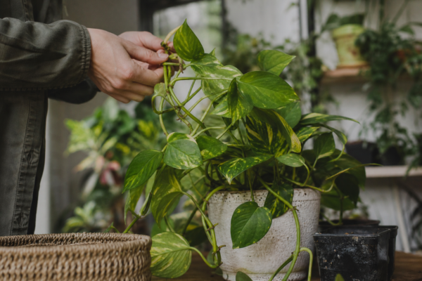 Pothos (Epipremnum aureum) – tot ce trebuie să știi despre plantare și îngrijire