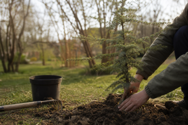 Cedru (Cedrus atlantica) – sfaturi de plantare și îngrijire