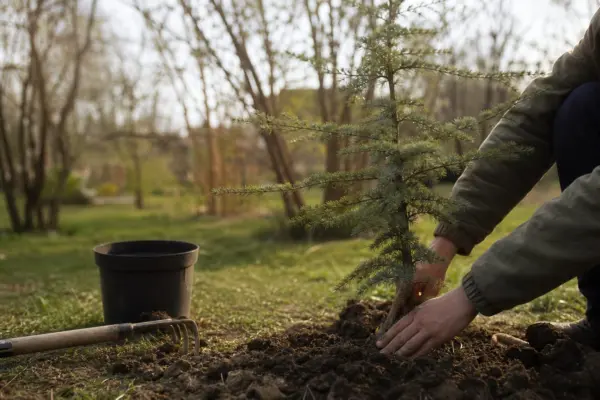 Cedru (Cedrus atlantica) – sfaturi de plantare și îngrijire