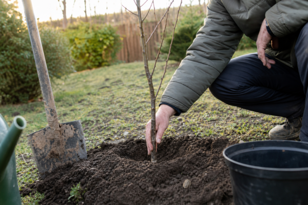 Ulm (Ulmus minor): cum se plantează și cum se îngrijește corect