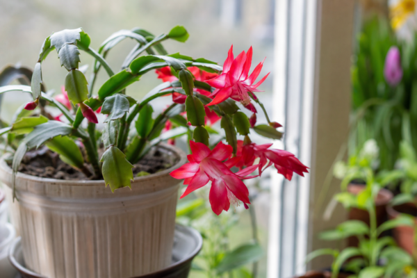 Cactusul de Paște (Rhipsalidopsis gaertneri) – plantare, îngrijire și greșeli de evitat