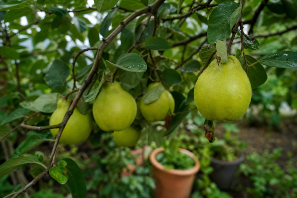 Gutui (Cydonia oblonga) – plantare, îngrijire și greșeli de evitat