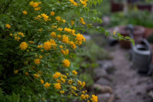 Kerria (Kerria japonica) – tot ce trebuie să știi despre plantare și îngrijire