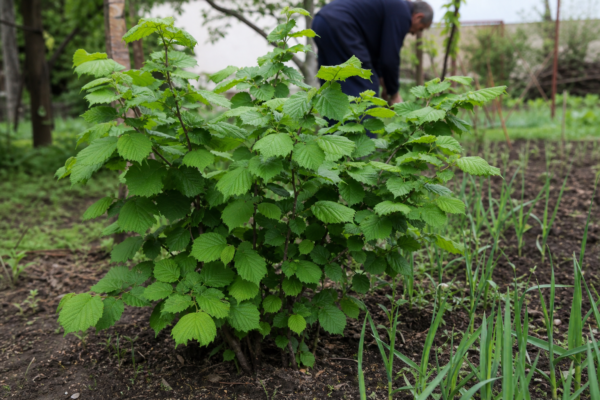 Alun (Corylus avellana) – plantare și îngrijire pas cu pas
