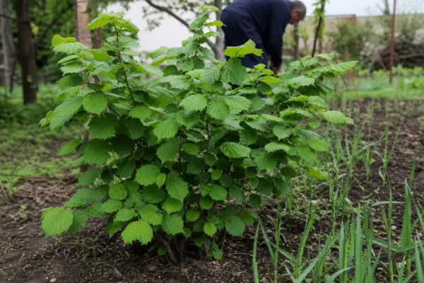 Alun (Corylus avellana) – plantare și îngrijire pas cu pas