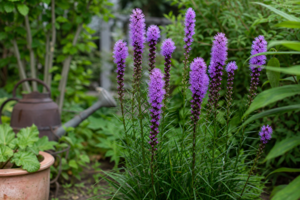 Liatris spicata: cum se plantează și cum se îngrijește corect