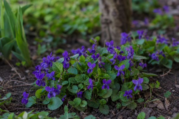Toporaș (Viola odorata) – ghid practic de plantare și îngrijire