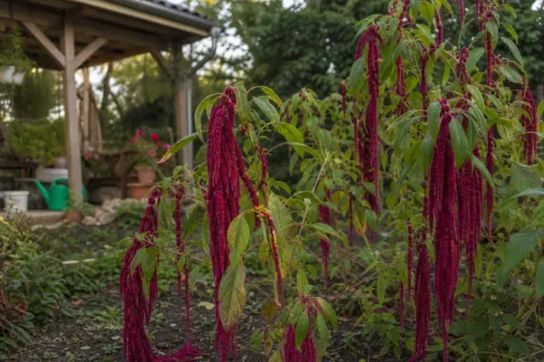Moțul curcanului (Amaranthus caudatus) – plantare, udare și întreținere