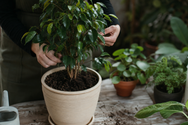 Ficus benjamina – plantare și îngrijire pas cu pas