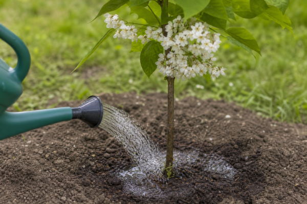 Catalpa (Catalpa bignonioides): plantare, udare și întreținere