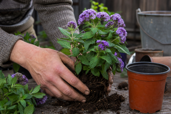 Heliotropium arborescens – sfaturi de plantare și îngrijire