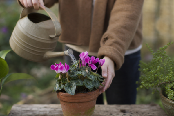 Ciclama (Cyclamen persicum) – plantare, udare și întreținere