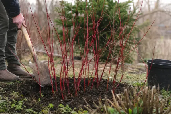 Sânger alb (Cornus alba) – ghid complet de cultivare și îngrijire