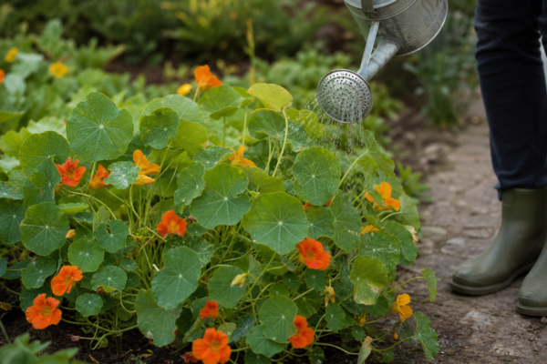 Condurul doamnei (Tropaeolum majus) – plantare, udare și întreținere