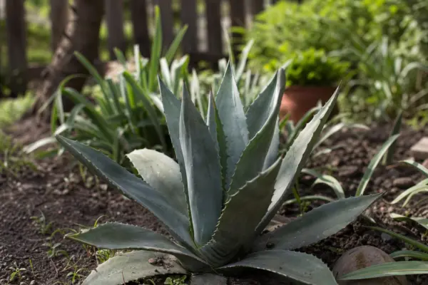 Agavă (Agave americana) – sfaturi de plantare și îngrijire