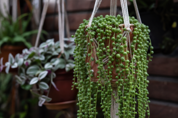 Șiragul de perle (Senecio rowleyanus) – plantare, îngrijire și greșeli de evitat