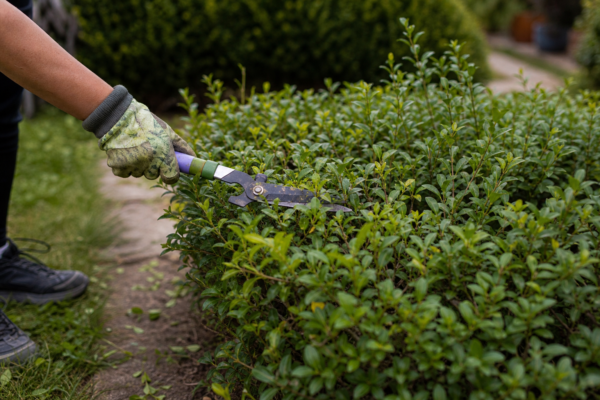 Lemn câinesc (Ligustrum ovalifolium) – sfaturi pentru plantare, creștere și întreținere