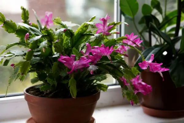 Crăciunița (Schlumbergera) – sfaturi pentru plantare, creștere și întreținere