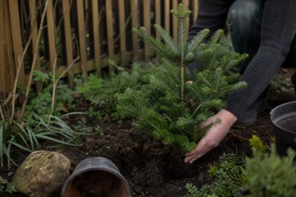 Brad argintiu (Abies concolor) – plantare și îngrijire pas cu pas