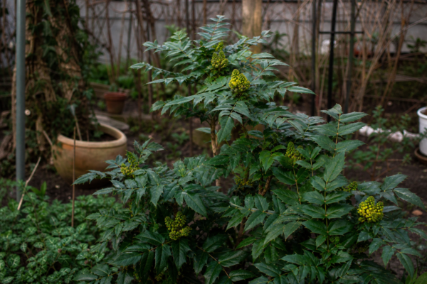 Mahonia (Mahonia aquifolium): ce condiții cere și cum o îngrijești