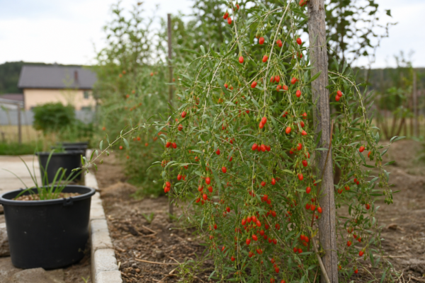 Goji (Lycium barbarum) – de la plantare la întreținerea de zi cu zi