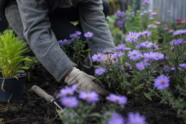 Steluța (Aster amellus) – sfaturi pentru plantare, creștere și întreținere