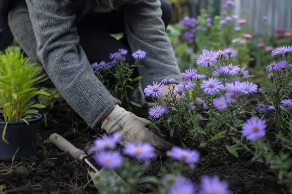 Steluța (Aster amellus) – sfaturi pentru plantare, creștere și întreținere