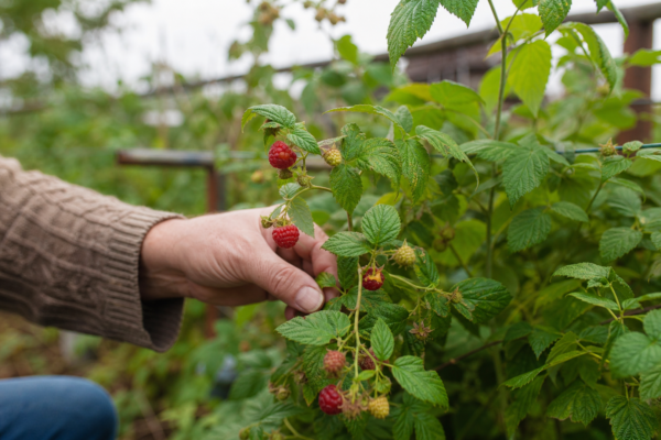 Zmeur (Rubus idaeus) – de la plantare la întreținerea de zi cu zi