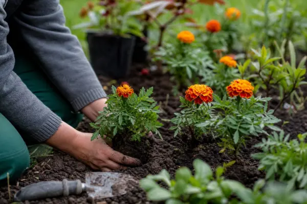 Crăițe (Tagetes) – de la plantare la întreținerea de zi cu zi
