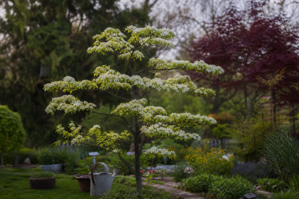 Salcâm japonez (Styphnolobium japonicum) – tot ce trebuie să știi despre plantare și îngrijire