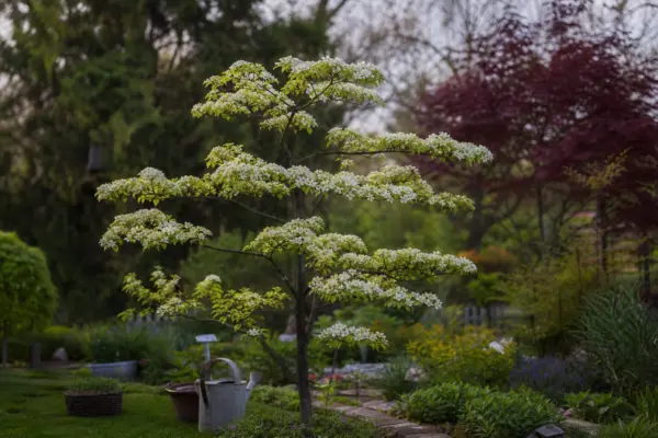 Salcâm japonez (Styphnolobium japonicum) – tot ce trebuie să știi despre plantare și îngrijire