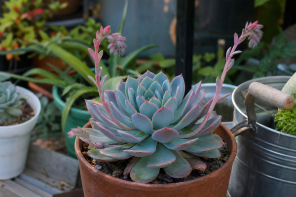 Echeveria elegans – sfaturi de plantare și îngrijire