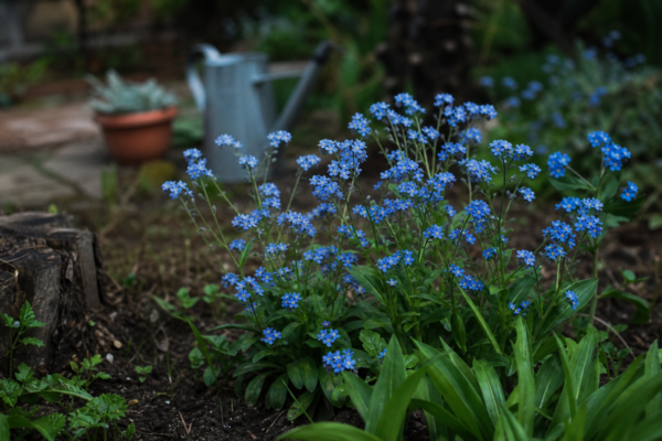 Nu-mă-uita (Myosotis sylvatica) – sfaturi pentru plantare, creștere și întreținere