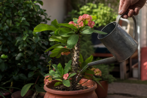 Coroana de spini (Euphorbia milii) – plantare, udare și întreținere