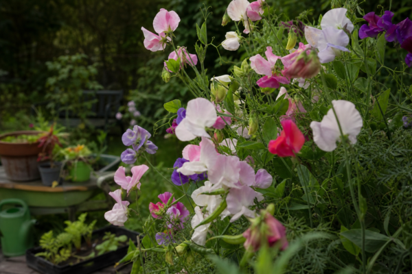 Sângele-voinicului (Lathyrus odoratus): ce condiții cere și cum o îngrijești