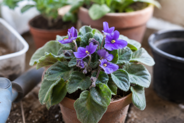 Violeta africană (Saintpaulia ionantha) – sfaturi pentru plantare, creștere și întreținere